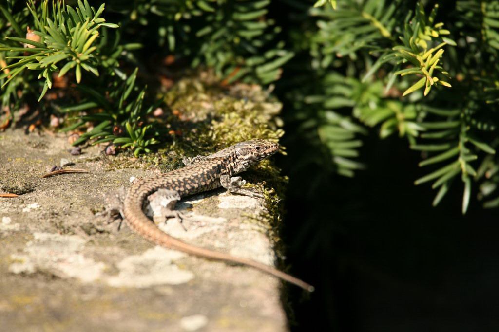 * Image 142