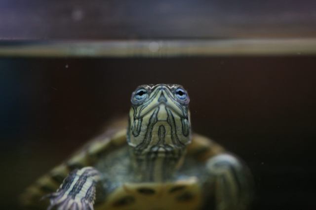 * Image 9