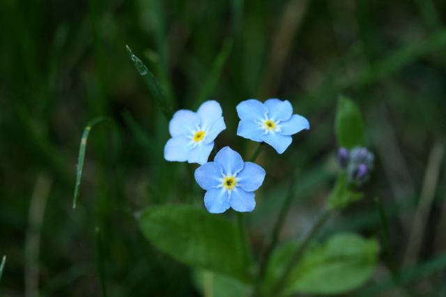 * Image 4