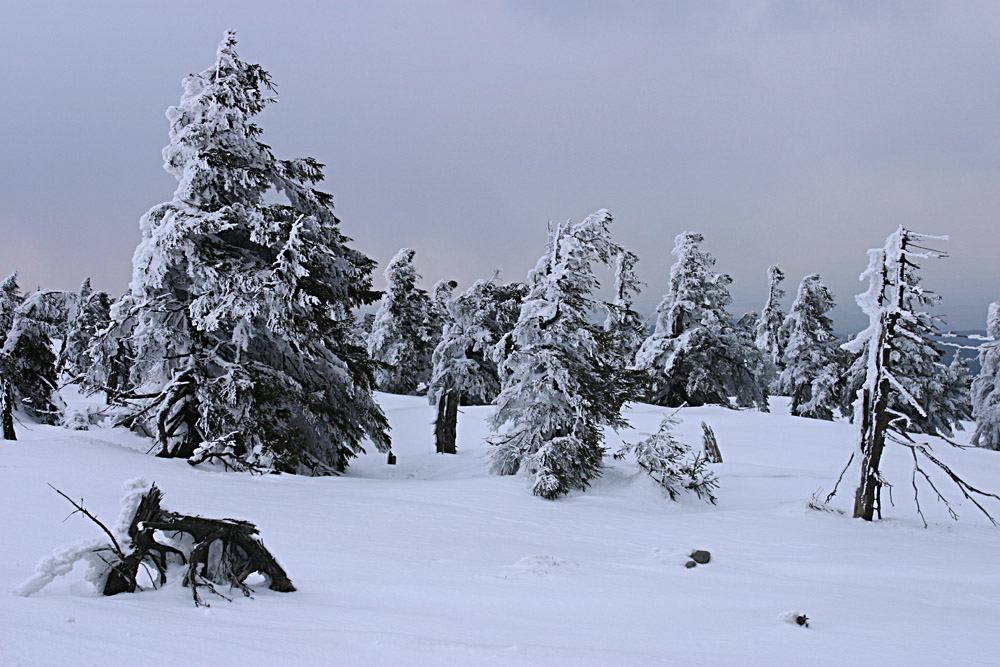 * Image 11