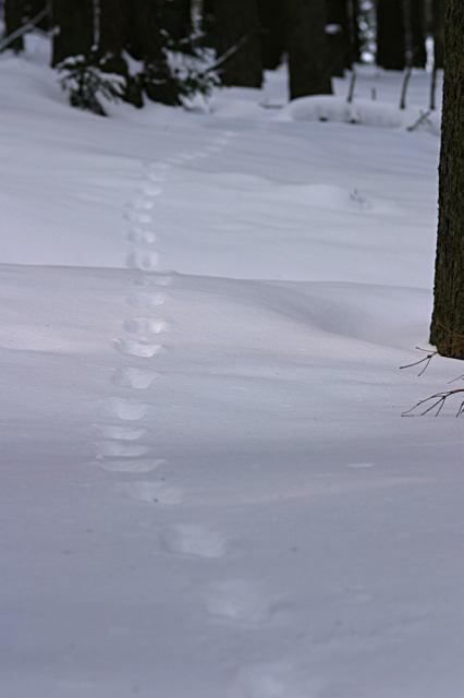 * Image 17