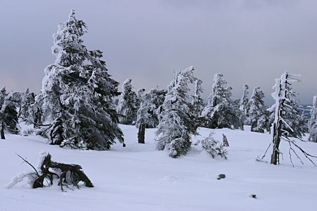 * Image 11