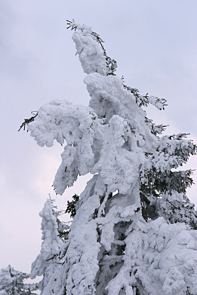 * Image 13