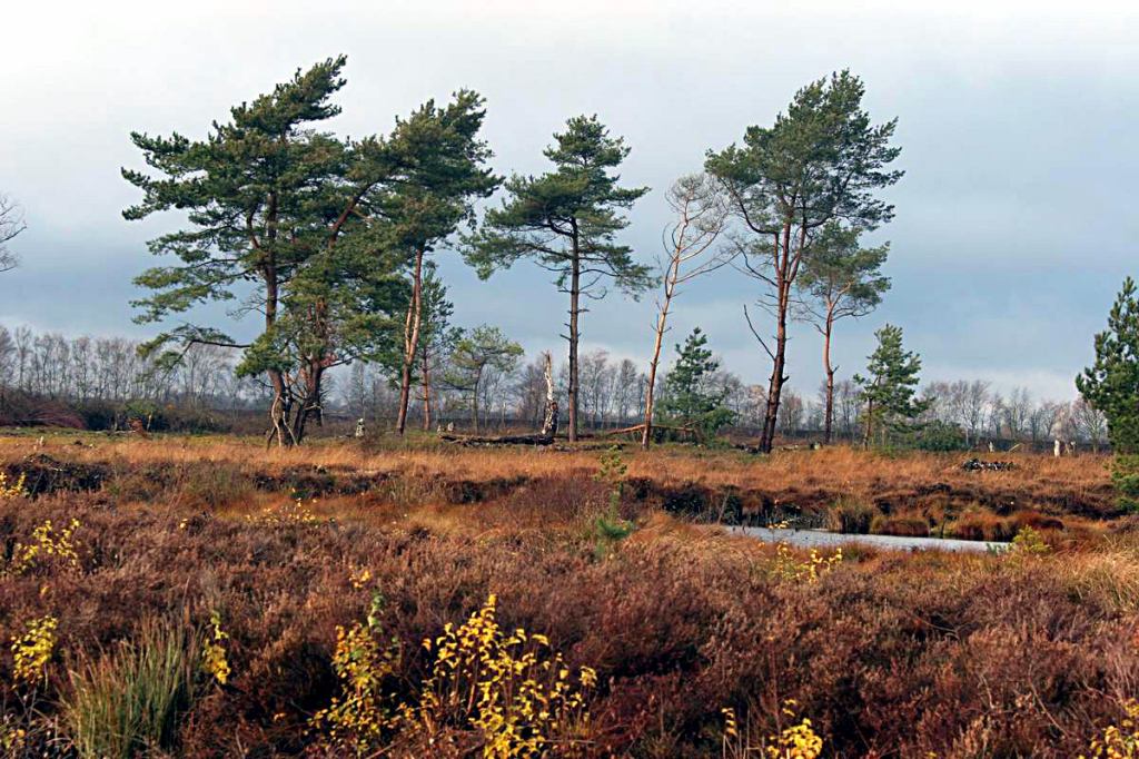 * Image 5