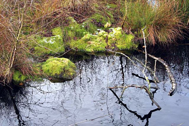 * Image 4
