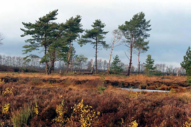 * Image 5
