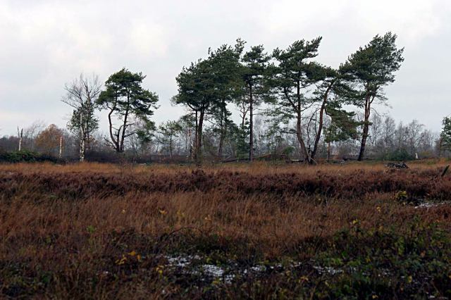 * Image 14