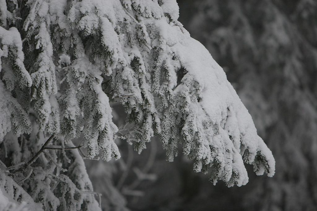 * Image 10