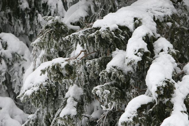 * Image 14