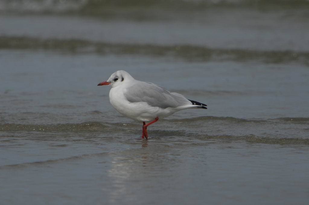 * Image 39