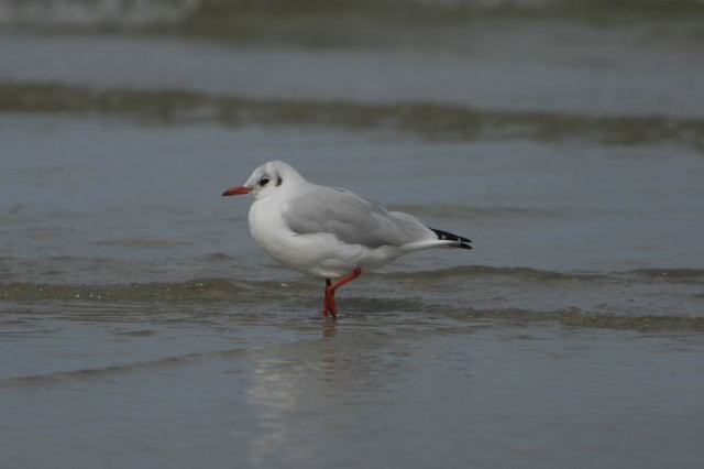 * Image 39