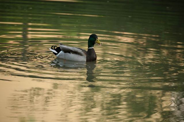 * Image 56
