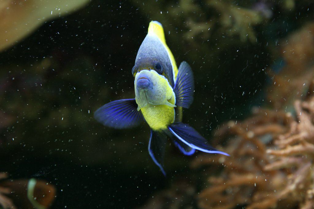 * Image 1
