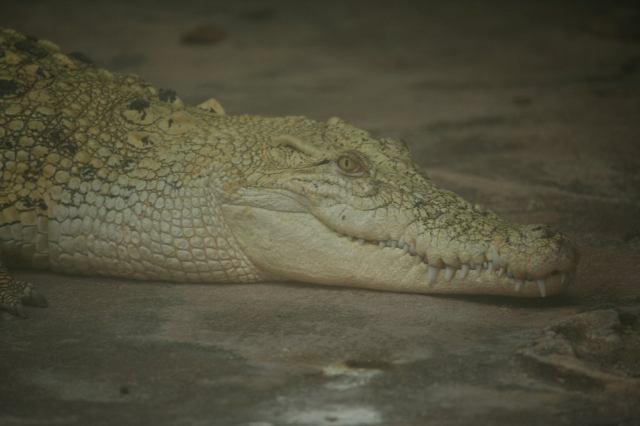 * Image 6