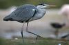 wilhelma_2005_37.jpg - 2005:01:23 15:41:56