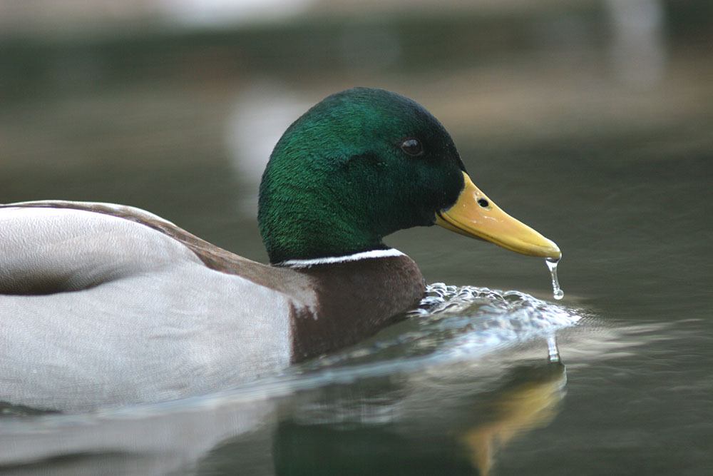 * Image 62