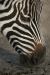 wilhelma_2005_10.jpg - 2005:01:23 14:21:34